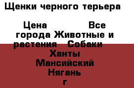 Щенки черного терьера › Цена ­ 35 000 - Все города Животные и растения » Собаки   . Ханты-Мансийский,Нягань г.